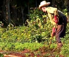 Agroecología en Cuba y la soberanía alimentaria.