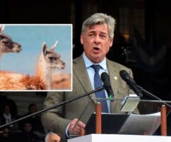 ¿Ahora descubren las virtudes de la carne de guanaco? Por Miguel Gortari